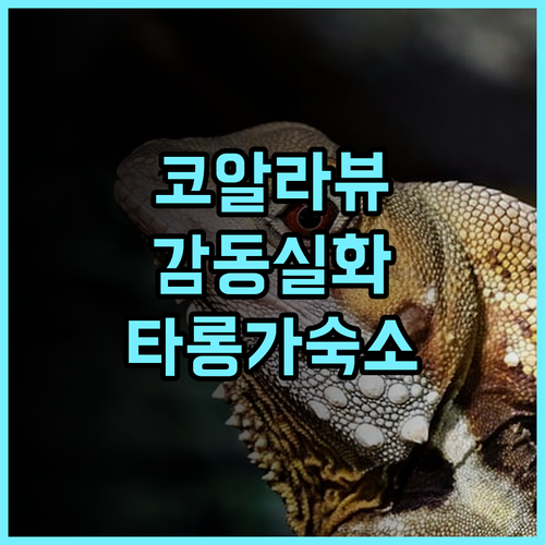 와일드라이프 리트리트 앳 타롱가 추천 후기 코알라 뷰는 감동 그 자체 타롱가동물원 시드니호텔 이색숙소