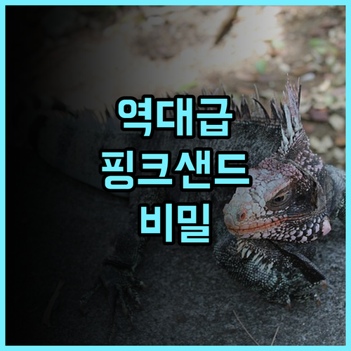 로얄 팜 호텔 둔모어 타운 후기 핑크샌드 비치와 인접한 바하마 숙소 추천
