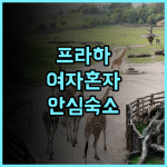소피 호스텔 후기 여성 여행객을 위한 깨끗하고 안전한 프라하 호텔 추천