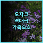 시더 네스트 익스피리언스 오자크 매직 후기 가족 여행객을 위한 미주리 숙소 추천