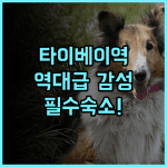 미앤더 1948 호스텔 후기! 타이베이 메인역 인근 역사적인 감성 숙소 추천