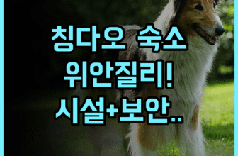 위안질리 인터내셔널 유스 호스텔 추천 안전한 보안과 현대적 시설을 갖춘 칭다오 숙박 후기