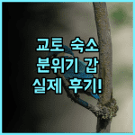 더 게이트 호텔 교토 실제 이용후기, 분위기 좋은 숙소 팁과 추천