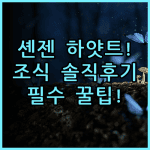그랜드 하얏트 셴젠 솔직 후기, 선전 중심가 숙소 팁과 조식 총정리