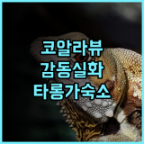와일드라이프 리트리트 앳 타롱가 추천 후기 코알라 뷰는 감동 그 자체 타롱가동물원 시드니호텔 이색숙소