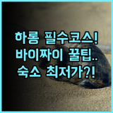 비엣 낫 하롱 호텔 바이 차이 하롱 여행 필수 코스 바이 짜이 해변 근처 숙소 추천