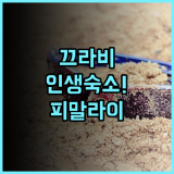 피말라이 리조트 & 스파 후기! 끄라비 코란타 최고의 럭셔리 숙소 추천