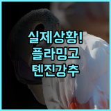 플라밍고 하버 호텔 후기 실제 플라밍고를 만날 수 있는 톈진 가족 여행객 최고의 선택 추천